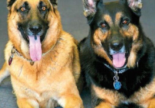 fritz-n-elis-2